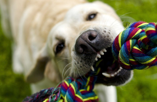 Les comportements de destruction chez les chiens